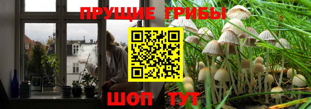 Псилоцибиновые грибы Psilocybe Камышлов